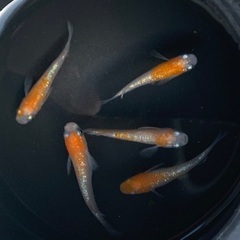 ④メダカ　王華　2ペア+オス1匹　5匹 (画像個体現物)