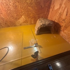 予定者決定済み爬虫類ケージセットの画像