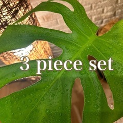 空間に彩りをプラス✨する観葉植物【モンステラ・パキラ・アレカヤシ...