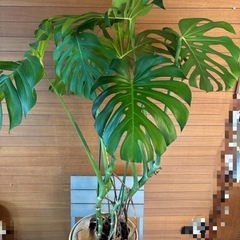観葉植物 モンステラ①(デリシオーサ)