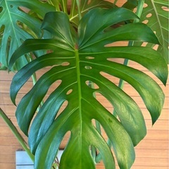 お取引中 大きな観葉植物（モンステラ）お譲りします