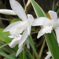 急いで！咲き始めました。珍しい斑入りシロバナシラン　花苗　多年草...