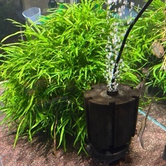 【7月25日まで】ミクロソリウムトライデント流木付き/熱帯魚/水草の画像