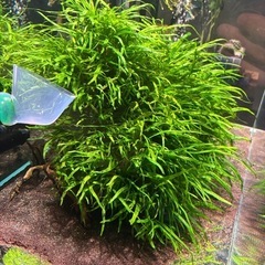 【7月25日まで】ミクロソリウムトライデント流木付き/熱帯魚/水草の画像