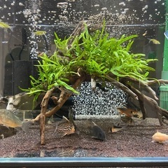 【7月25日まで】ミクロソリウムトライデント流木付き/熱帯魚/水草の画像