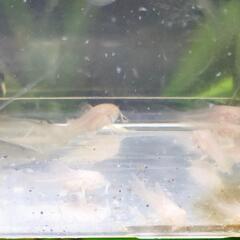 コリドラス稚魚（白）