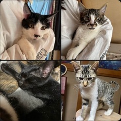 成猫、子猫の里親探してます