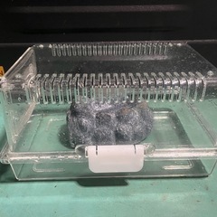 爬虫類ケース小