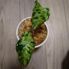 アグラオネマピクタムトリカラー(アンダマン諸島ポートブレア北部地域