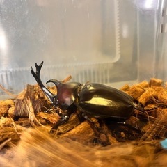 国産カブトムシ