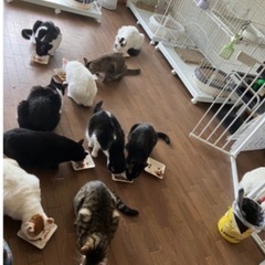 保護猫さん、地域猫さんのご飯を募集中🐈‍⬛