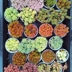 多肉植物