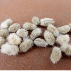 綿の花　種（画像の物）の画像