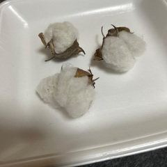 綿の花　種（画像の物）の画像