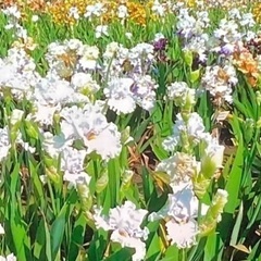 週末値下　アイリス