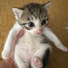 生後約2週間　子猫ちゃん　里親募集