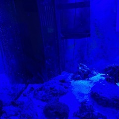 120センチオーバーフロー水槽の画像
