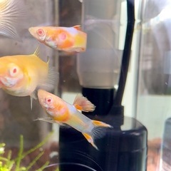 RREA エンドラーズ グッピー 2ペア＋1匹の画像