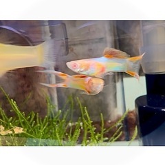 RREA エンドラーズ グッピー 2ペア＋1匹の画像