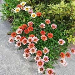 ＊☆＊☆彡西日 暑さに強い ガザニア 花