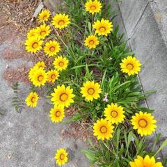 ＊☆＊☆彡西日 暑さに強い ガザニア 花の画像