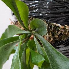 ビカクシダ　ヒリーフラハンズ(P. hillii 'Hula hands')　観葉植物　コウモリラン　インテリアグリーンの画像