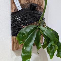 ビカクシダ　ヒリーフラハンズ(P. hillii 'Hula hands')　観葉植物　コウモリラン　インテリアグリーンの画像