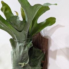 大株！！ビカクシダ　スパーバム (P. Superbum)　観葉植物　コウモリラン　インテリアグリーンの画像