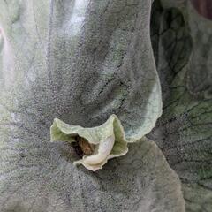 大株！！ビカクシダ　スパーバム (P. Superbum)　観葉植物　コウモリラン　インテリアグリーンの画像
