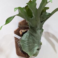大株！！ビカクシダ　スパーバム (P. Superbum)　観葉植物　コウモリラン　インテリアグリーンの画像