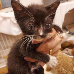 生後１ヶ月半の子猫