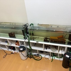 インペリアルゼブラプレコ　キンペコ　水槽　フィルター　まとめて