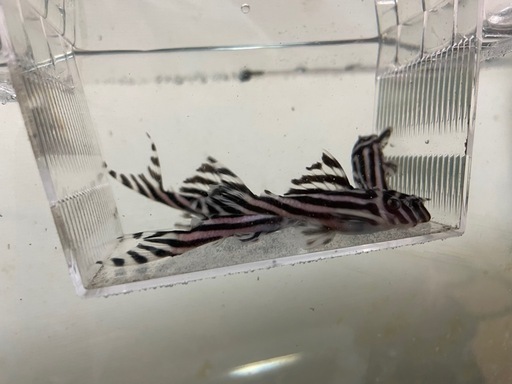 最終値下げ　インペリアルゼブラプレコ　キンペコ　水槽　フィルター　まとめて