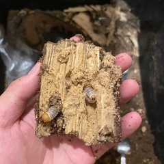 ハンステインヒラタクワガタ　幼虫5頭セット