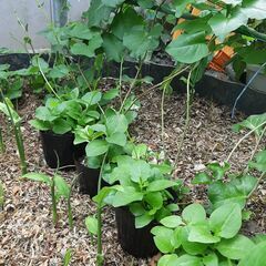 おかわかめ苗　栽培簡単！栄養満点のスーパーフード	 健康野菜 食べておいしい緑のカーテンの画像
