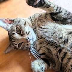 ★譲渡会あります★　美男子キジトラくん♪