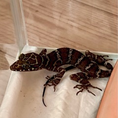 ホソユビヤモリ　セール