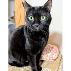 ★譲渡会あります★　穏やかで甘えん坊の黒猫さん♪