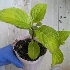 白花　アジサイ苗