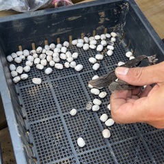 白ムクナ豆の苗(5本)の画像