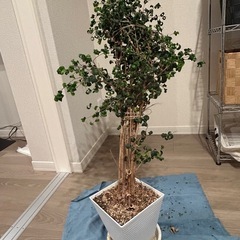 観葉植物　80-90cm ベンジャミンカポックの画像