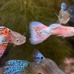 【10匹】国産グッピー稚魚ブルーorレッドグラスリボントリオ