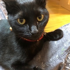 実家の黒猫が逃げてしまいました