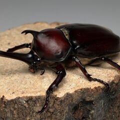 カブトムシ ペア 2025年羽化 ②