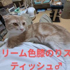 【耳折れクリーム　スコティッシュ】