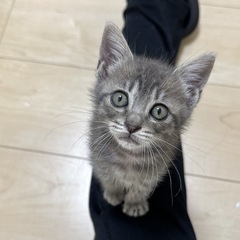 里親募集してます。