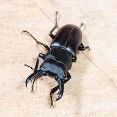 アカアシクワガタ(大阪府豊能郡豊能町産)F1新成虫♂♀ペア  ※♂B品の画像