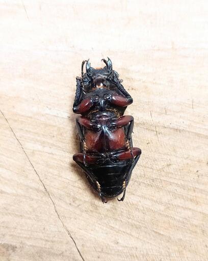 アカアシクワガタ(大阪府豊能郡豊能町産)F1新成虫♂♀ペア ※♂B