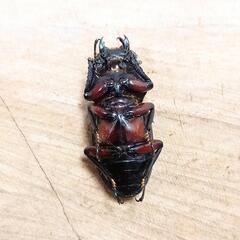 アカアシクワガタ(大阪府豊能郡豊能町産)F1新成虫♂♀ペア  ※♂B品の画像