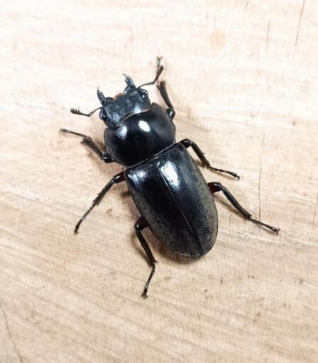 アカアシクワガタ(大阪府豊能郡豊能町産)F1新成虫♂♀ペア ※♂B